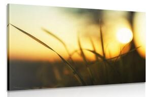 Obraz zapadajúce slnko v tráve - 120x80