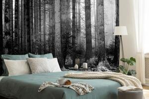 Fototapeta čiernobiele tajomstvo lesa - 150x100