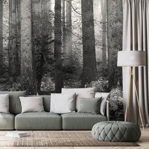 Fototapeta čiernobiele tajomstvo lesa - 150x100