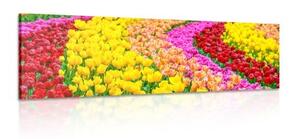 Obraz pestrofarebné tulipány - 150x50