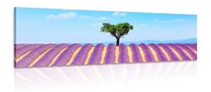 Obraz provensálske levanduľové pole - 120x40