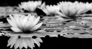 Samolepiaca fototapeta čiernobiely lotosový kvet - 225x150