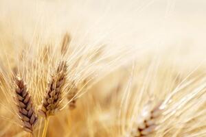 Samolepiaca fototapeta pšeničné pole - 225x150