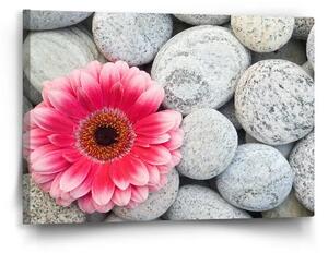 Sablio Obraz Gerbera na kameňoch - 60x40 cm