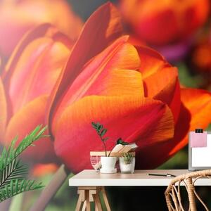 Samolepiaca fototapeta nádherné tulipány na lúke - 225x150