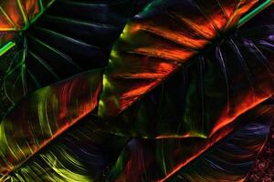 Tapeta tropické palmové listy - 300x200