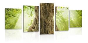 5-dielny obraz kmeň stromu - 100x50