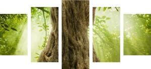 5-dielny obraz kmeň stromu - 100x50