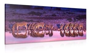 Obraz zebry v safari - 100x50