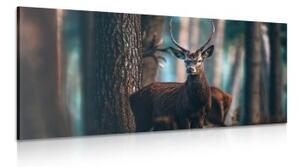 Obraz jeleň v lese - 100x50