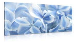 Obraz modro-biele kvety hortenzie - 100x50