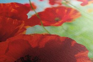 Obraz kvety maku na lúke - 100x50
