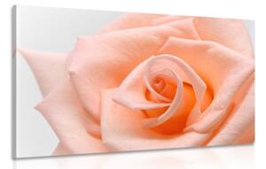 Obraz ruža v broskyňovom odtieni - 90x60