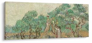 Obraz - Vincent van Gogh, The Olive Orchard, reprodukcia (120x50 cm)