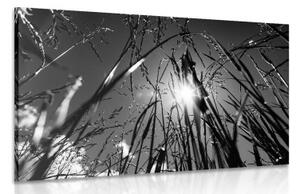 Obraz poľná tráva v čiernobielom prevedení - 120x80