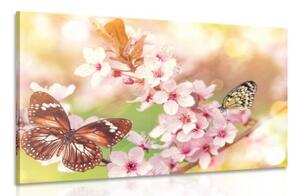 Obraz jarné kvety s exotickými motýľmi - 120x80