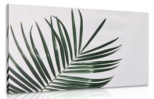 Obraz nádherný palmový list - 90x60