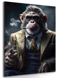 Obraz zvierací gangster šimpanz - 40x60