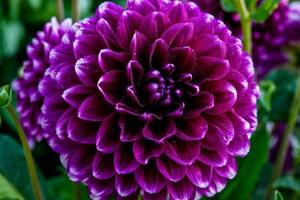 Fototapeta nádherný fialový kvet - 375x250