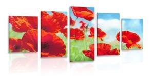 5-dielny obraz kvety maku na lúke - 100x50