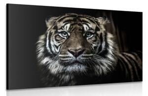 Obraz tiger - 120x80