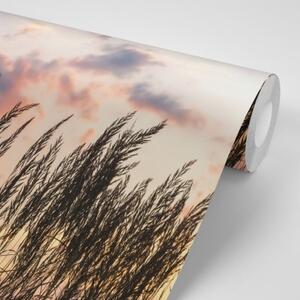 Fototapeta tráva pri zapadajúcom slnku - 150x100