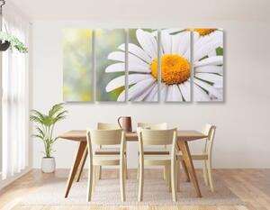 5-dielny obraz kvety margarétky - 100x50