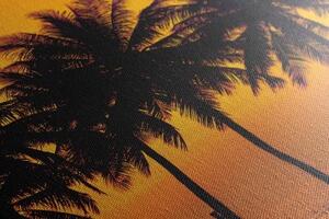 Obraz západ slnka nad palmami - 100x50