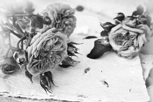 Samolepiaca fototapeta čiernobiele ruže v rozkvete - 300x200