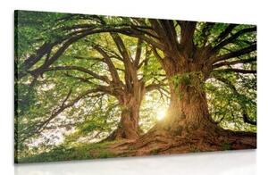 Obraz majestátne stromy - 120x80