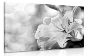 Obraz kvet ľalie na abstraktnom pozadí v čiernobielom prevedení - 60x40
