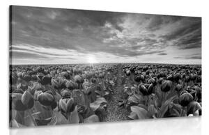 Obraz východ slnka nad lúkou s tulipánmi v čiernobielom prevedení - 60x40