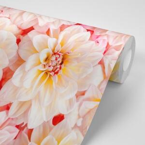 Samolepiaca fototapeta pastelové kvety dálie - 450x300