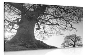 Obraz symbióza stromov v čiernobielom prevedení - 60x40