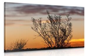 Obraz konáriky v západe slnka - 120x80