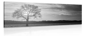 Obraz osamelého stromu v čiernobielom prevedení - 150x50