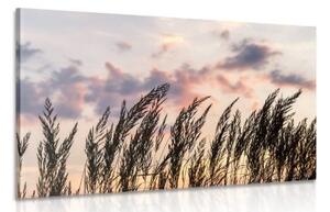 Obraz steblá poľnej trávy - 120x80