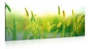 Obraz steblá trávy v zelenom prevedení - 100x50