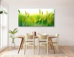 Obraz steblá trávy v zelenom prevedení - 100x50