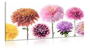 Obraz kvety dálie v rozmanitom dizajne - 100x50