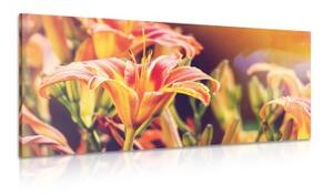 Obraz nádherne kvitnúce záhradné kvety - 100x50