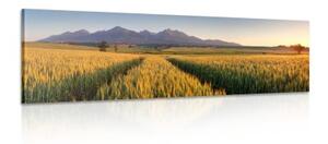 Obraz západ slnka nad pšeničným poľom - 120x40