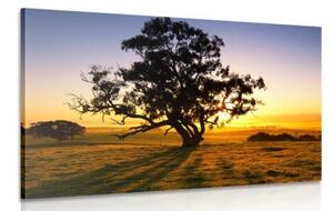 Obraz osamelý strom pri západe slnka - 60x40