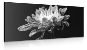 Obraz čiernobiela sedmokráska - 100x50