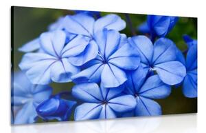 Obraz divoké modré kvety - 120x80