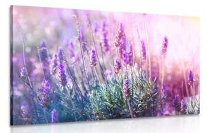 Obraz kúzelné kvety levandule - 60x40