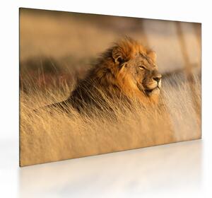 Sklenený obraz - Národný park Etosha (70x50 cm)