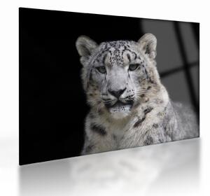Sklenený obraz - Leopard snežný (70x50 cm)
