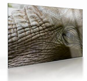 Sklenený obraz - Detailné fotografie starého slonieho oka (70x50 cm)