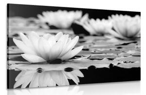 Obraz lotosový kvet v čiernobielom prevedení - 120x80